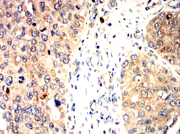 AQP10 Antibody