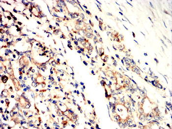 AQP10 Antibody