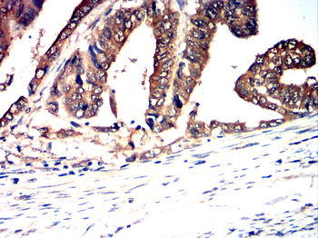 AQP10 Antibody