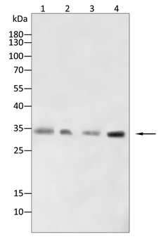 AQP10 Antibody