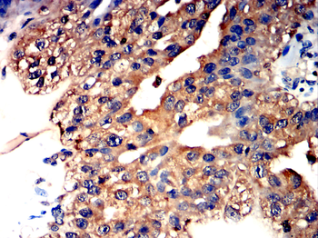 AQP10 Antibody