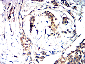 AQP10 Antibody