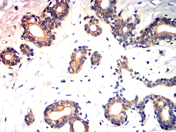 AQP10 Antibody