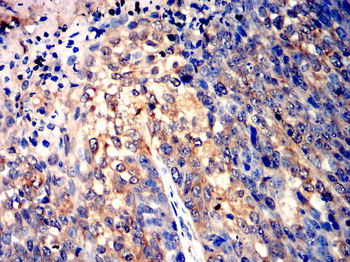 AQP10 Antibody