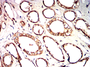 AQP10 Antibody