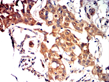 AQP10 Antibody