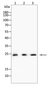 BAK1 Antibody