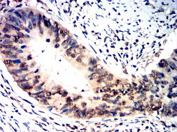 HDAC1 Antibody