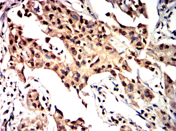 HDAC1 Antibody