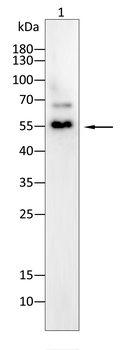 HDAC1 Antibody
