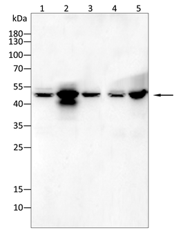 TGFB3 Antibody