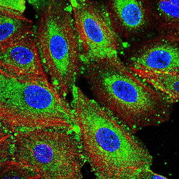 JAK3 Antibody