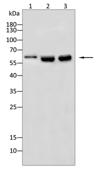 JAK3 Antibody