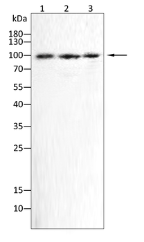 Catenin alpha-1 Antibody