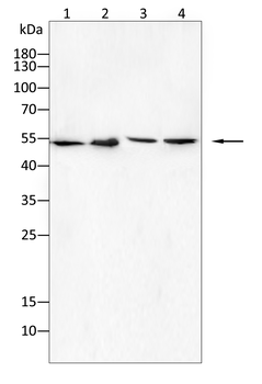 GAD1 Antibody