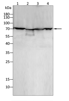 XRCC6 Antibody