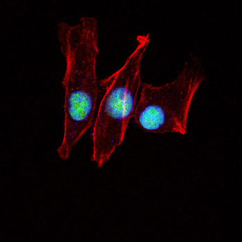 XRCC6 Antibody