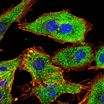 CDKN2B Antibody