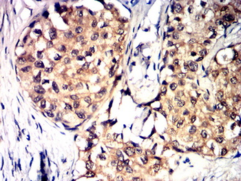 S100A1 Antibody