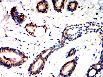 S100A1 Antibody