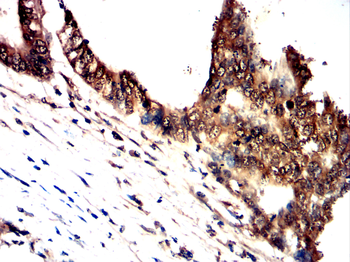 S100A1 Antibody