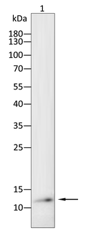 S100A1 Antibody