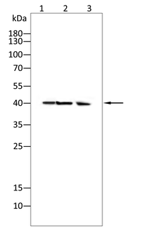 CD14 Antibody