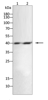 CD14 Antibody