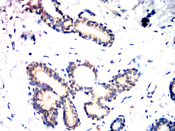 GATA1 Antibody