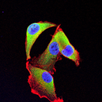 GPC3 Antibody