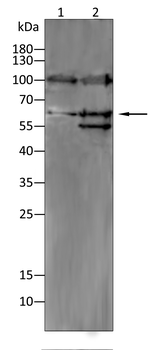 GPC3 Antibody