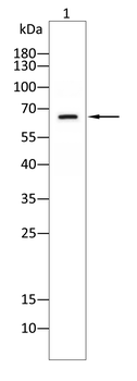 GPC3 Antibody