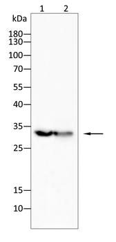 OTX2 Antibody