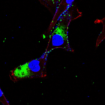 OTX2 Antibody