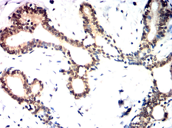 OTX2 Antibody
