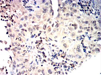 OTX2 Antibody