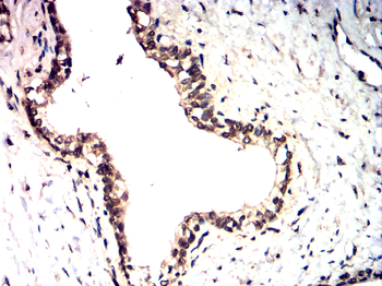 OTX2 Antibody