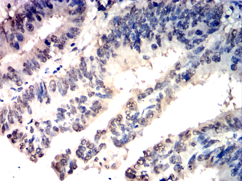 OTX2 Antibody