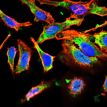 ZP1 Antibody