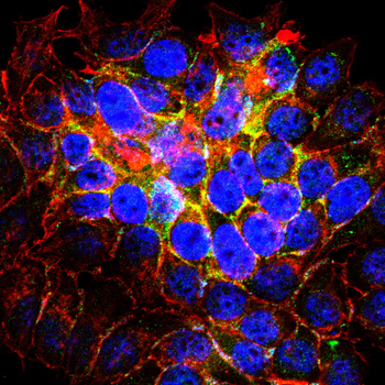 ZP1 Antibody