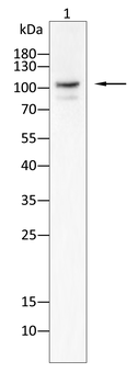 DNMT3A Antibody