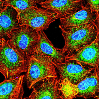 IGF2 Antibody