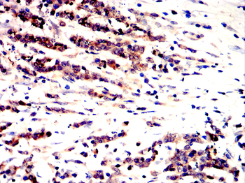 IGF2 Antibody
