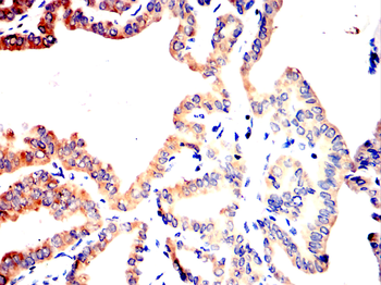 IGF2 Antibody