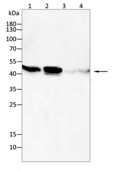 BMP2 Antibody