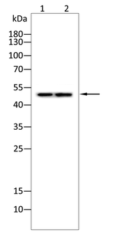 BMP2 Antibody