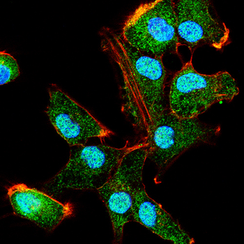 PAX5 Antibody