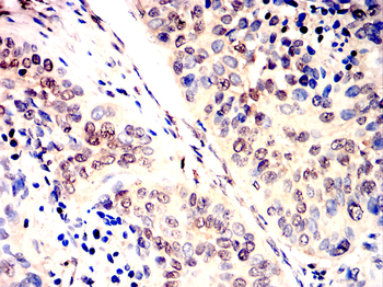 PAX5 Antibody