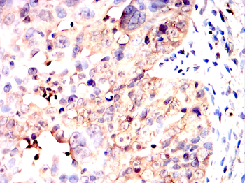 PAX5 Antibody
