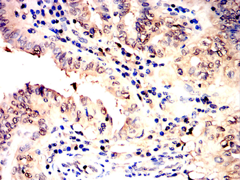 PAX5 Antibody